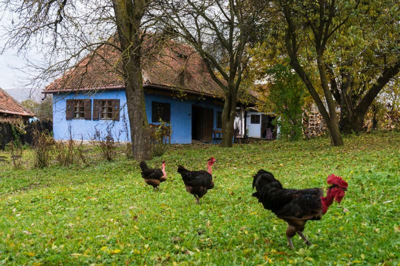 Count Kalnoky'S Transylvanian Guesthouses Miclosoara Екстериор снимка